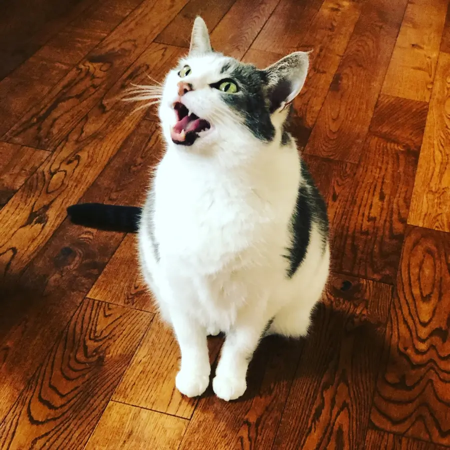 Excessive Meowing and Yowling Why Is My Cat So Vocal?